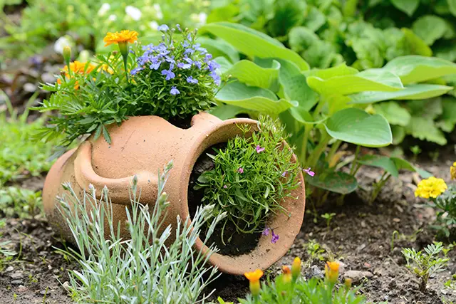Terracotta jug planter with orange and purple flowers in a lush garden bed featuring hostas and marigolds.